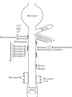Всасывание питательных веществ в тонком кишечнике