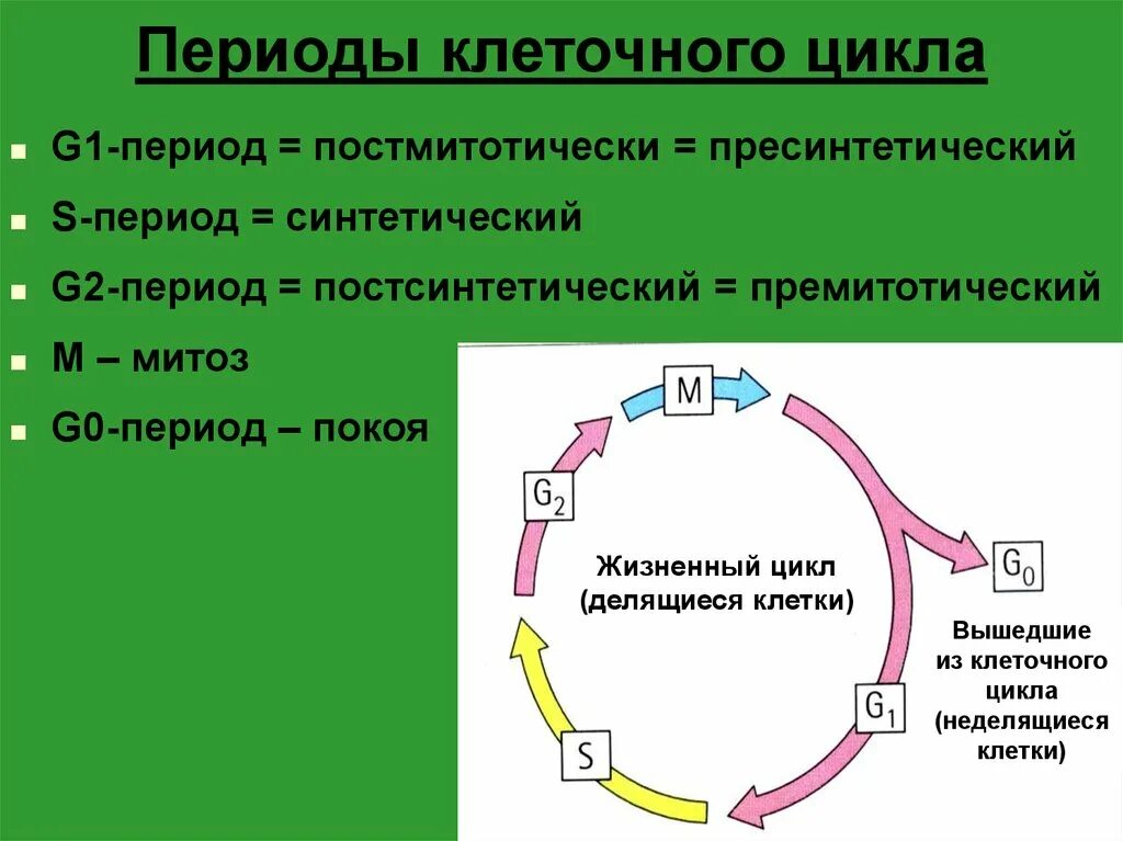 Жизненный цикл клетки состоит из интерфазы. Фазы g1 s и g2 клеточного цикла. Схема стадий жизненного цикла клетки. Фазы клеточного цикла g1 g2 s m. Клеточный цикл. Этапы клеточного цикла.