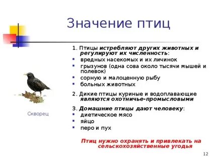 Какое значение в жизни птиц имеет