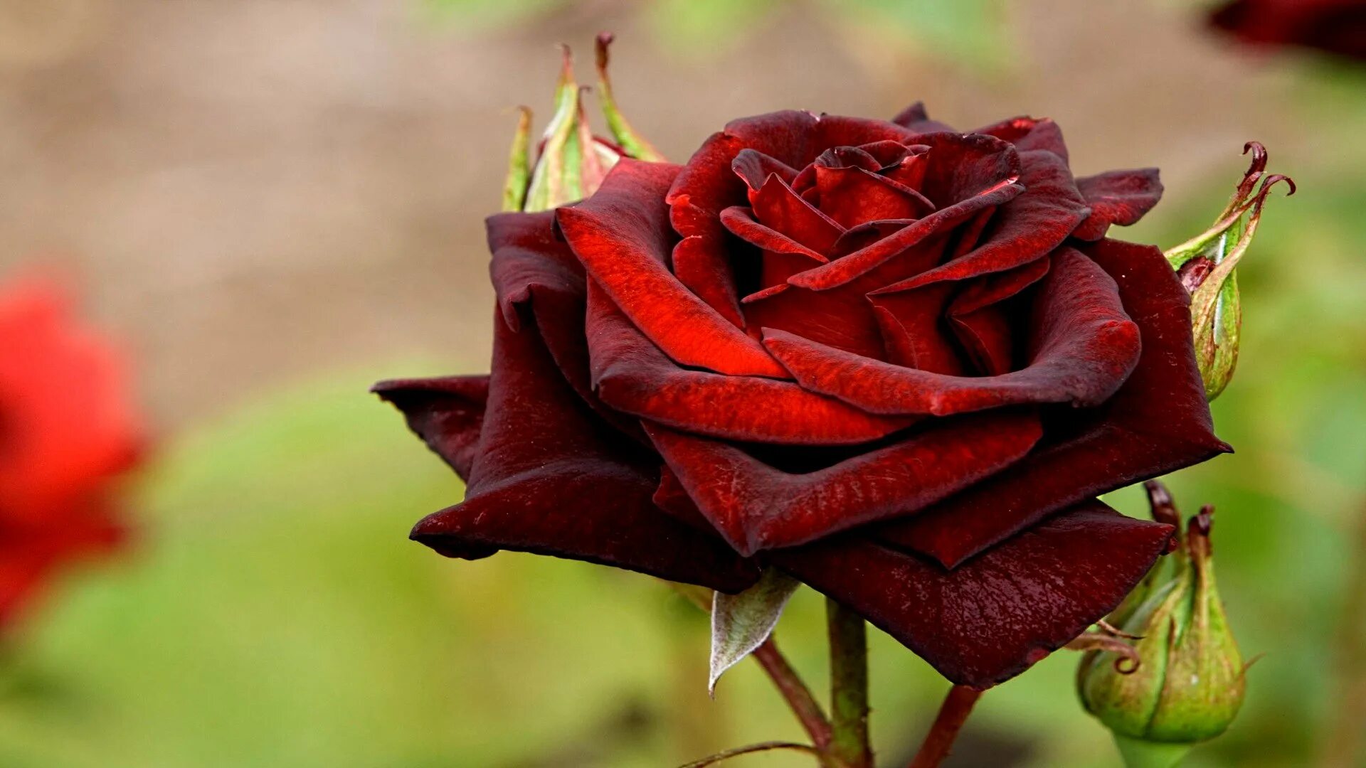 Лучшие розы земли. Сорт розы Фиджи Негро.