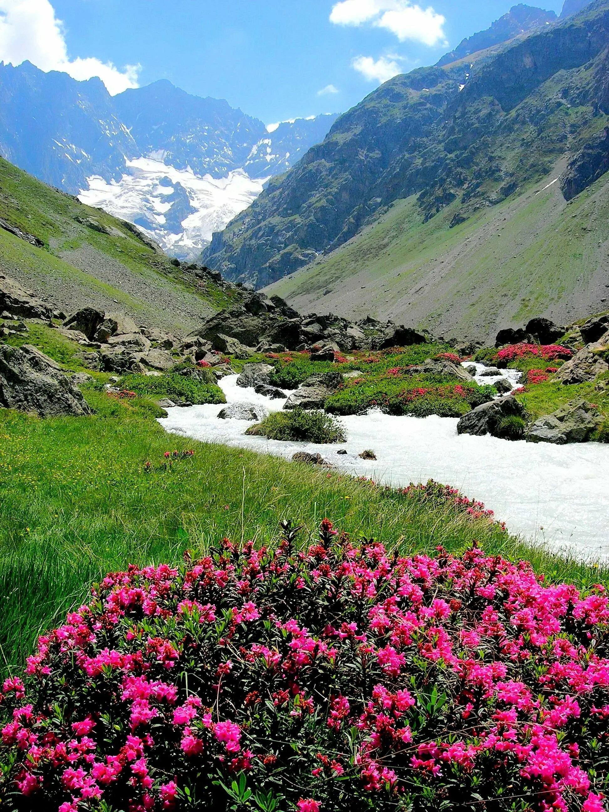 Северная осетия цветы. Рододендрон Архыз. Рододендрон кавказский. Северная Осетия цветущие Альпийские Луга. Рододендрон в Приэльбрусье.