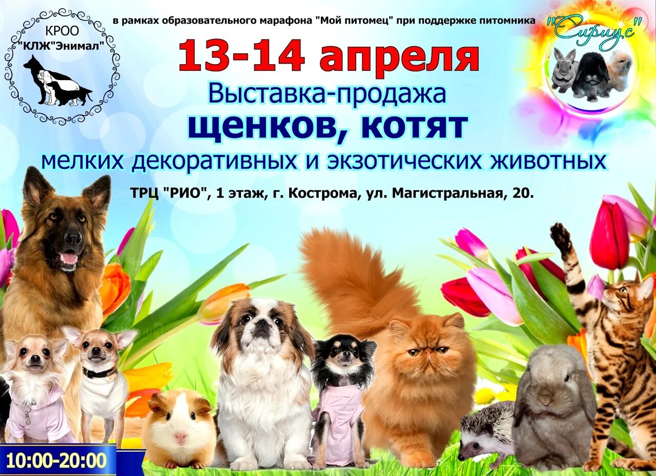 Выставки собак в москве в марте. Выставка животных. Реклама выставки животных. Выставка животных в Москве. Выставка животных афиша.