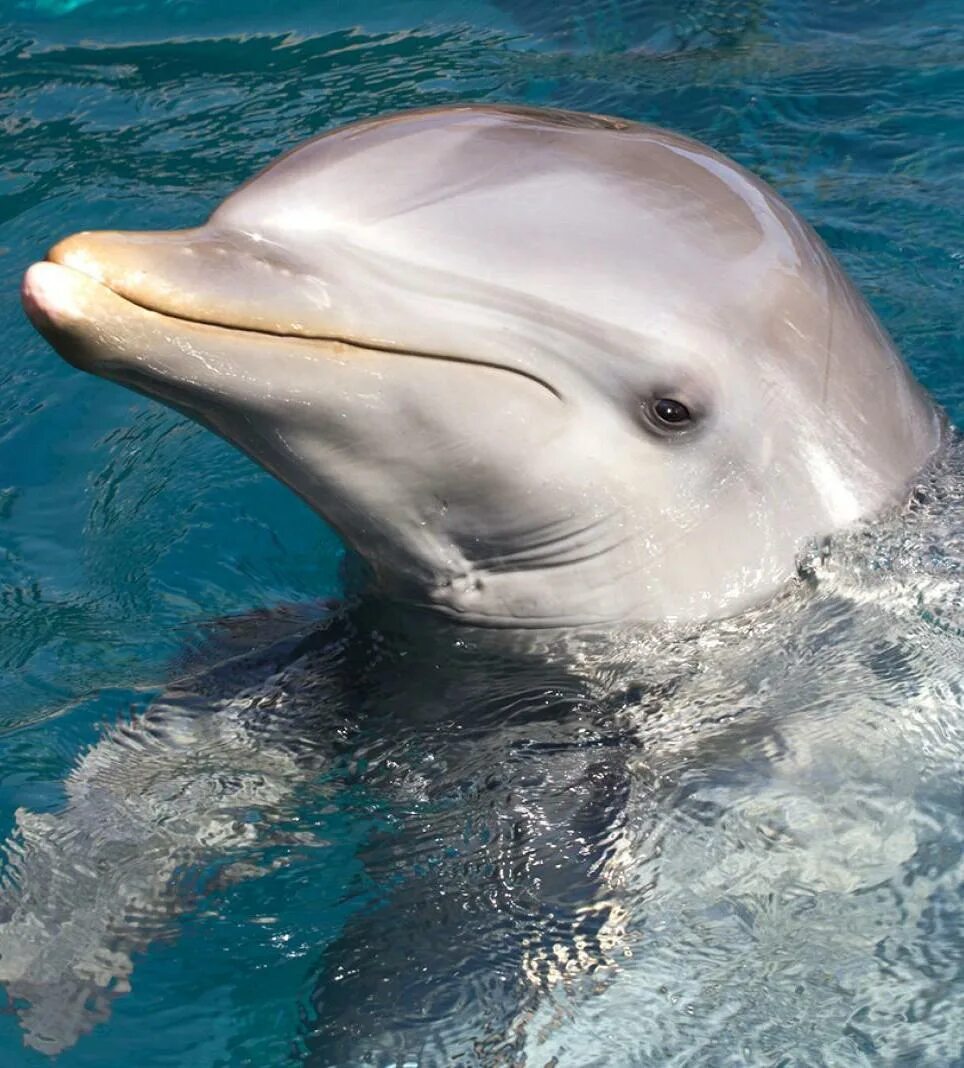 Дельфин какой звук. Дельфин. Звуки дельфинов. Дельфин хороший. Язык дельфина.