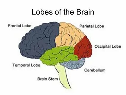 Brain examples