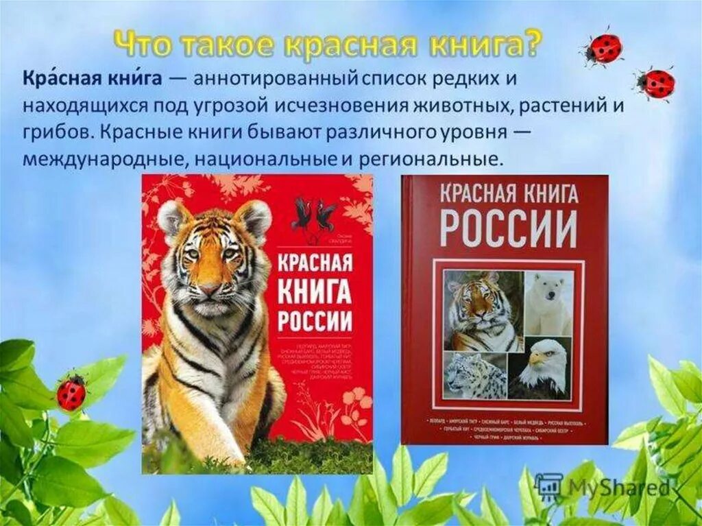 Красная книга. Красная книга животных и растений. Красная книга России. Животные. Красная книга презентация. Красная книга доклад 5 класс