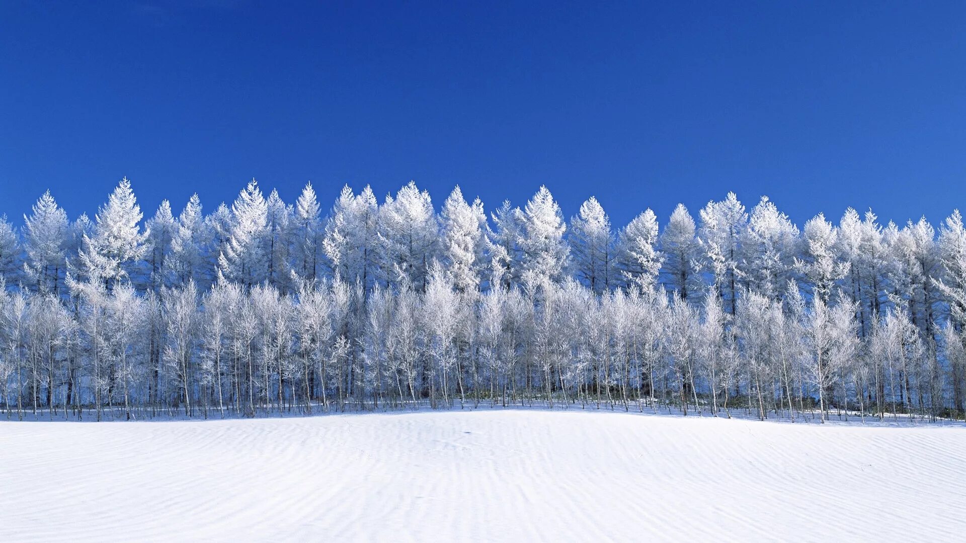 заснеженная дорога. постер. зимний пейзаж панорама. зимой в лесу. снежный лес.