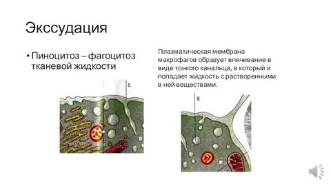 Плазматическая мембрана участвует в фагоцитозе