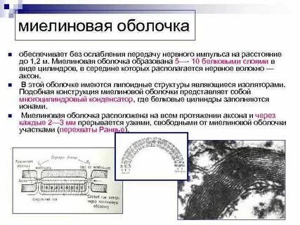 Как восстановить миелиновую оболочку