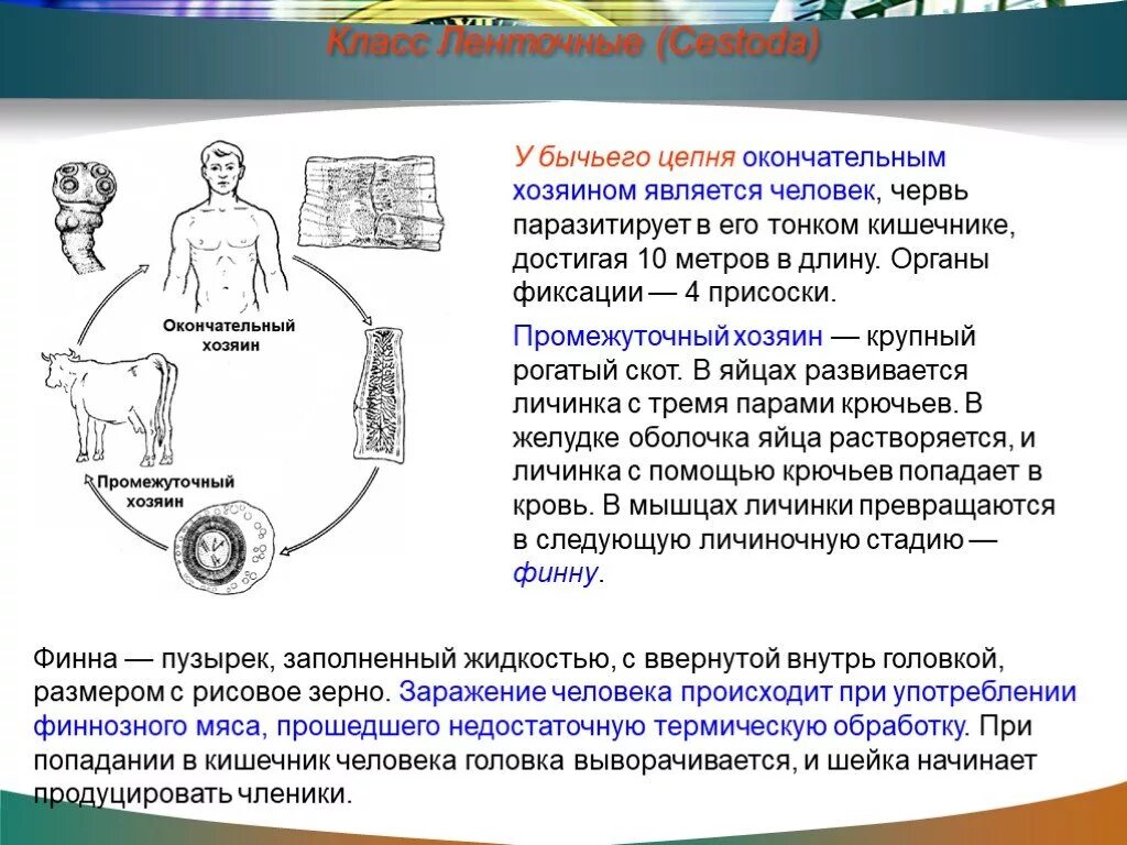 Может ли человек быть промежуточным хозяином. Бычий цепень жизненный цикл промежуточный хозяин. Окончательный хозяин бычьего цепня. Промежуточный хозяин бычья цепь. Бычий цепень промежуточный хозяин окончательный хозяин.