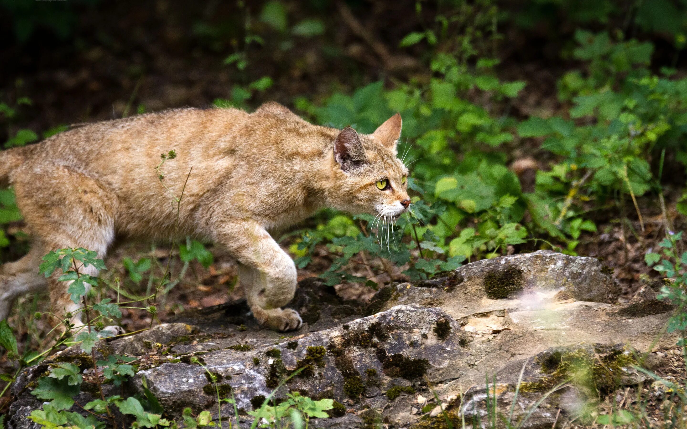 Дикий 1 11. Дикая Лесная кошка. Лесной кот. Лесной кот с добычей. Кавказская Лесная кошка.