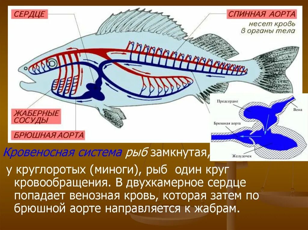 Кровеносная система рыбы один круг кровообращения. Кровеносная система рыб у рыб 1 круг. Кровеносная система круглоротых схема. У рыб двухкамерное сердце и один круг кровообращения. У каких животных тело снабжается артериальной кровью