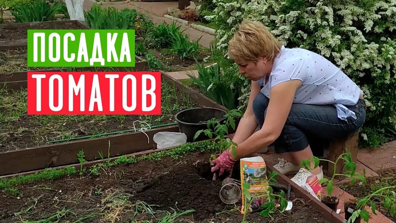 Канал садовая. Канал садовая. Канал садовая. Канал ларисы зарубиной садовые. Садовый гид с ларисой зарубиной.