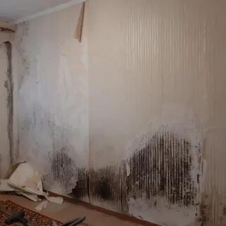 Плачущим от сырости стенам