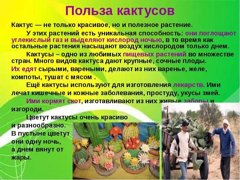 Сообщение о кактусе 2 класс окружающий мир. Кактус доклад 2 класс окружающий мир. доклад про кактус. рассказ о кактусе 2 класс. чем полезен кактус.