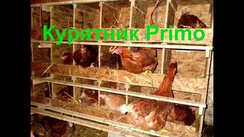 Оптимальная температура в курятнике для несушек