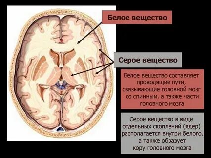 Скопления серого вещества полушарий
