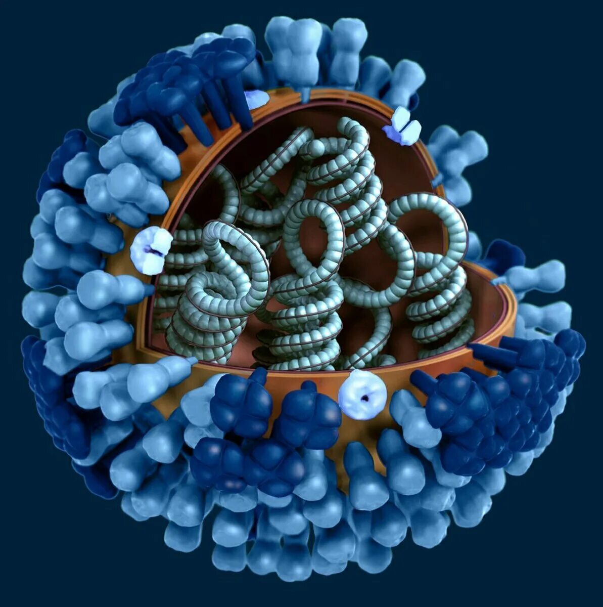 Модель вируса гриппа коронавирус. Инфлуенза вирус. Коронавирус ДНК. Вирусы гриппа d