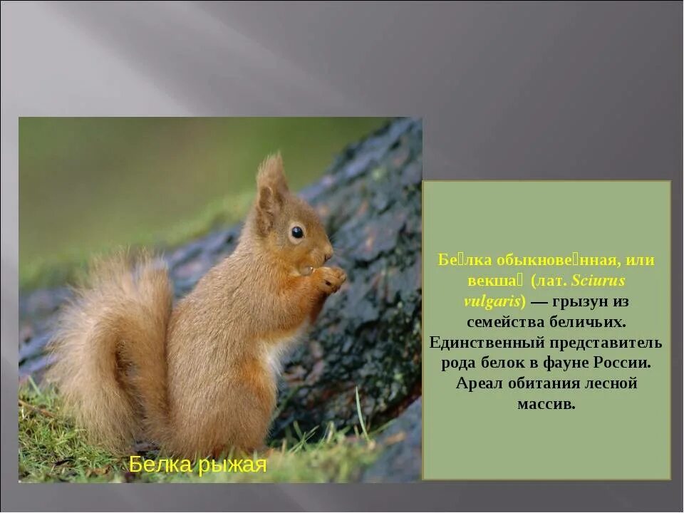 Где живет белка в какой зоне. Белка обыкновенная (лат. Sciurus vulgaris). Приспособление белки. Белка адаптация. Приспособления к среде у белки.