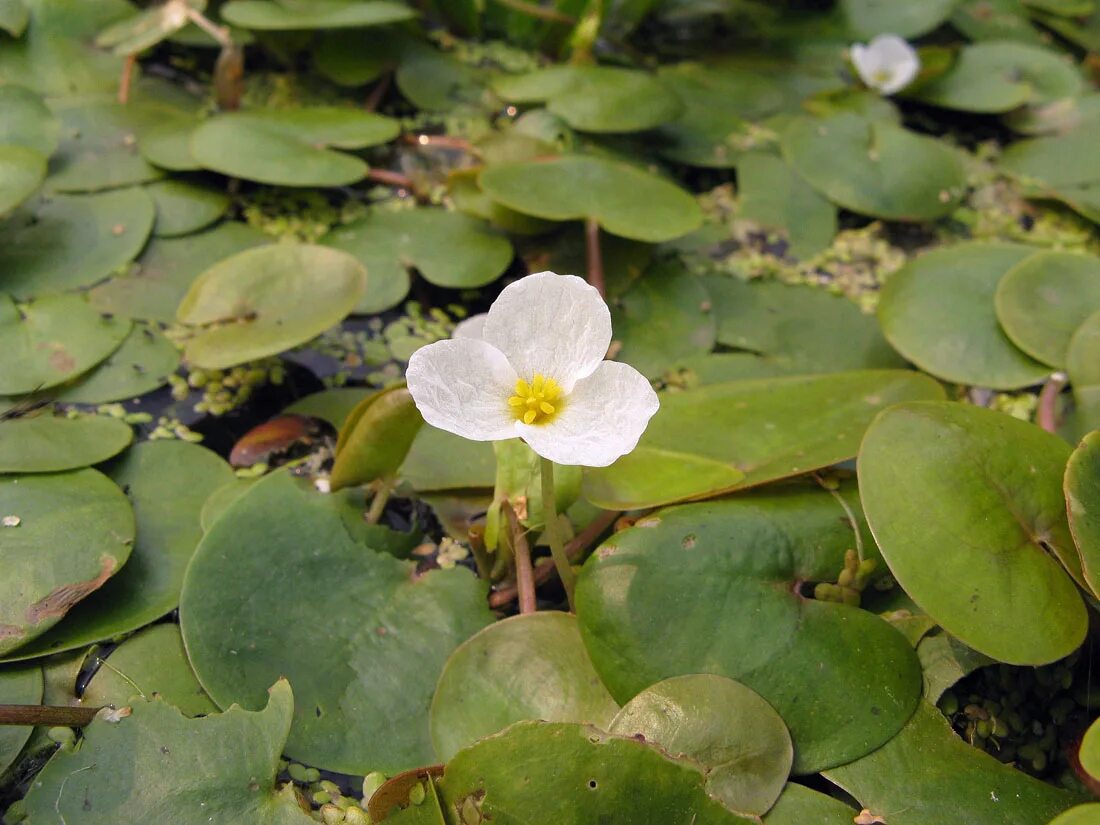 Водокрас обыкновенный. Водокрас Лягушачий. Водокрас Лягушачий (Hydrocharis morsus-Ranae). Водокрас Лягушачий, (Hydrócharis mórsus-Ránae).