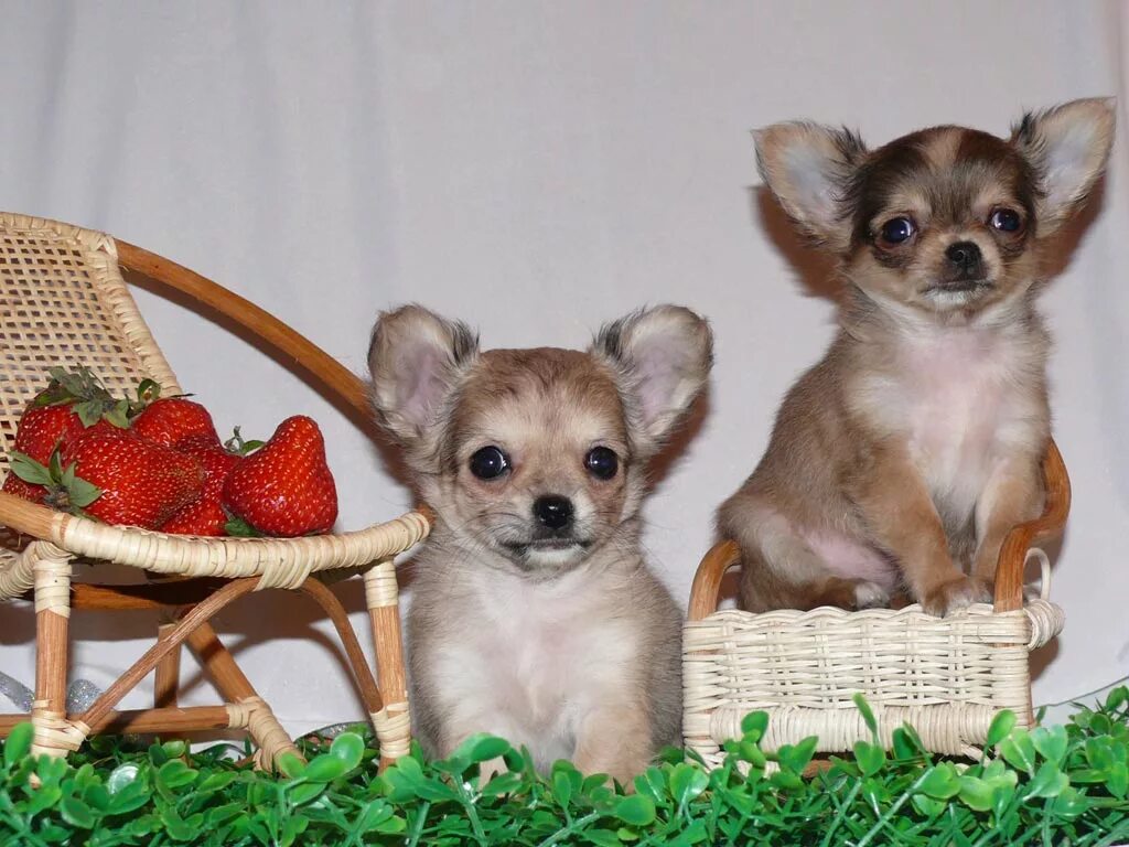Чихуахуа терьер длинношерстный. Чихуахуа кобби шоколадный. Щенки маленьких пород питомнике. Маленькие собаки пород в питомнике. Питомник самых маленьких собак.