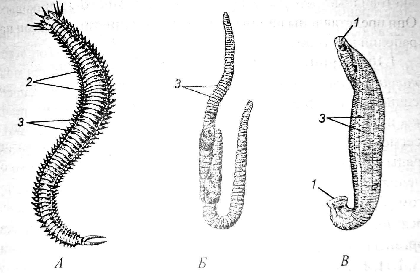 Сегментированные черви. Тип кольчатые черви строение. Пескожил кольчатые черви. Кольчатые черви Нереида. Строение кольчатых червей.