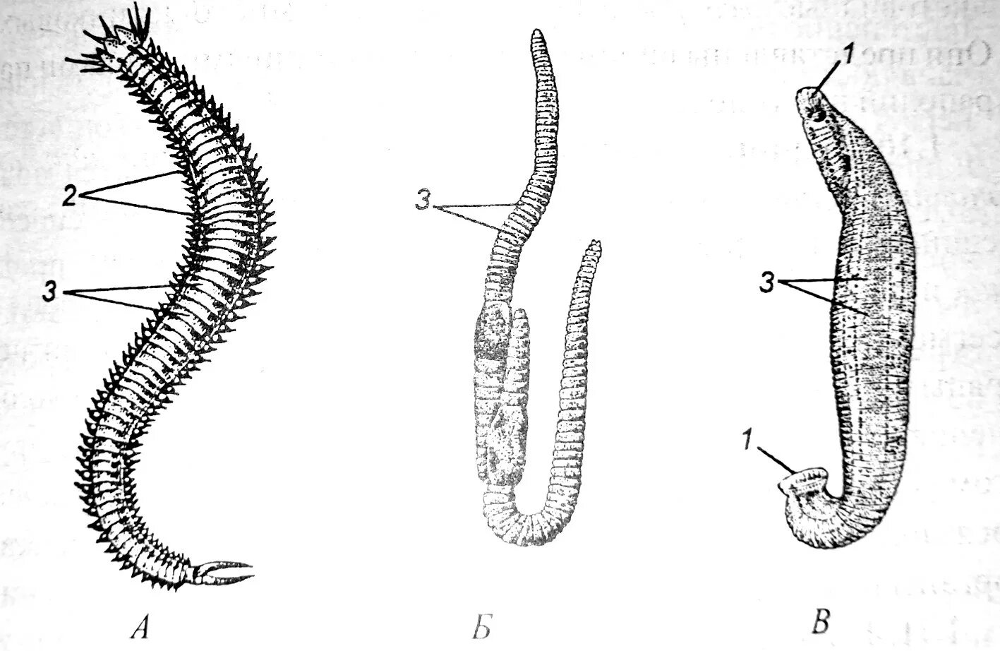 Тип кольчатые черви строение. Пескожил кольчатые черви. Кольчатые черви Нереида. Строение кольчатых червей. Рисунок строения червя