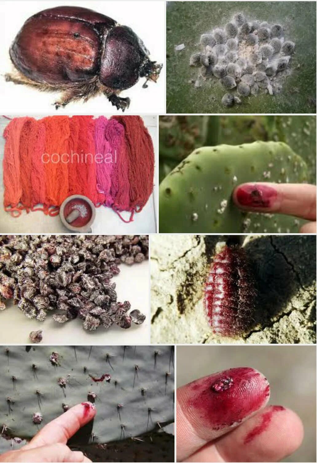 Кошенильный червец. Краситель кармин кошениль. Кармин краситель из чего. Кармин краситель из чего. E120 краситель.