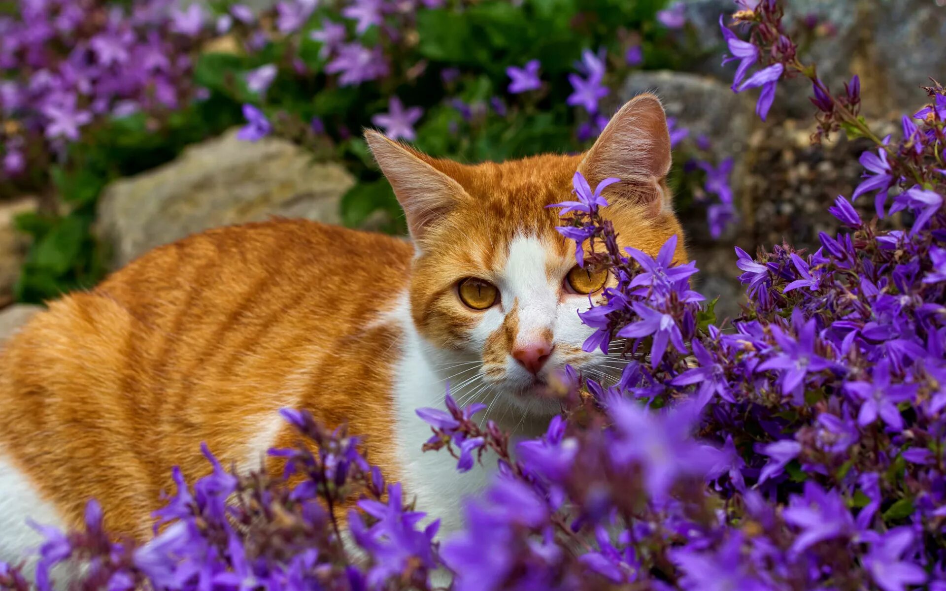 Кошки. Фиолетовая кошка. Котенок в цветах. Красивый цвет кошек