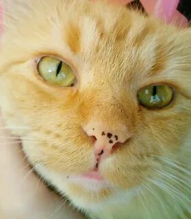 Точки на коте