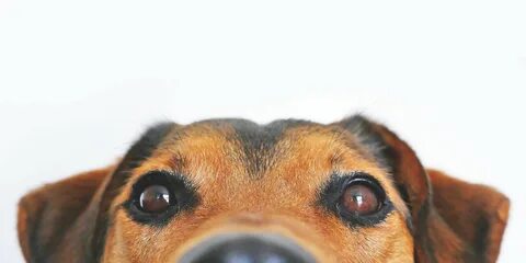 Dog but