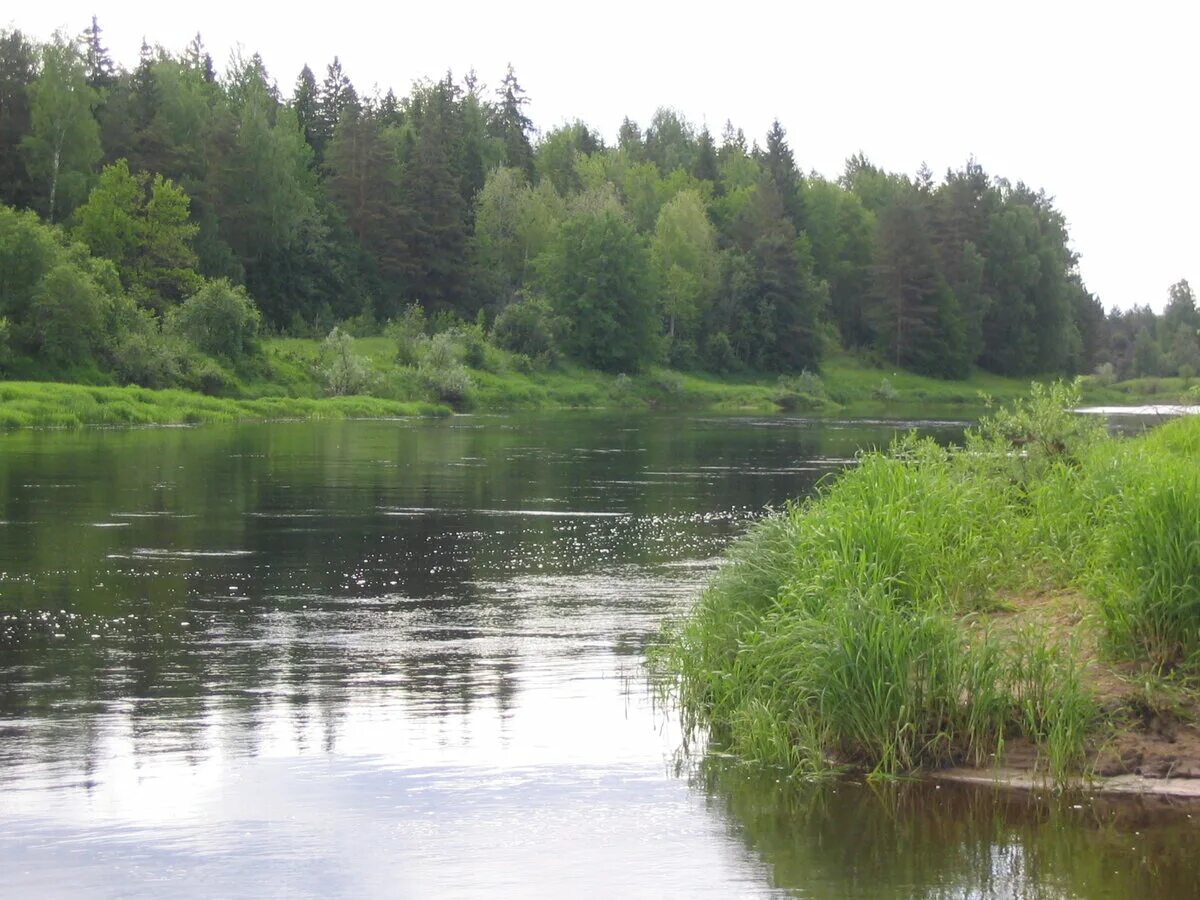 Молога притоки. Река Молога в Тверской области. Река Молога Пестово. Река Молога Новгородская область Пестовский район. Тверская обл река Молога.