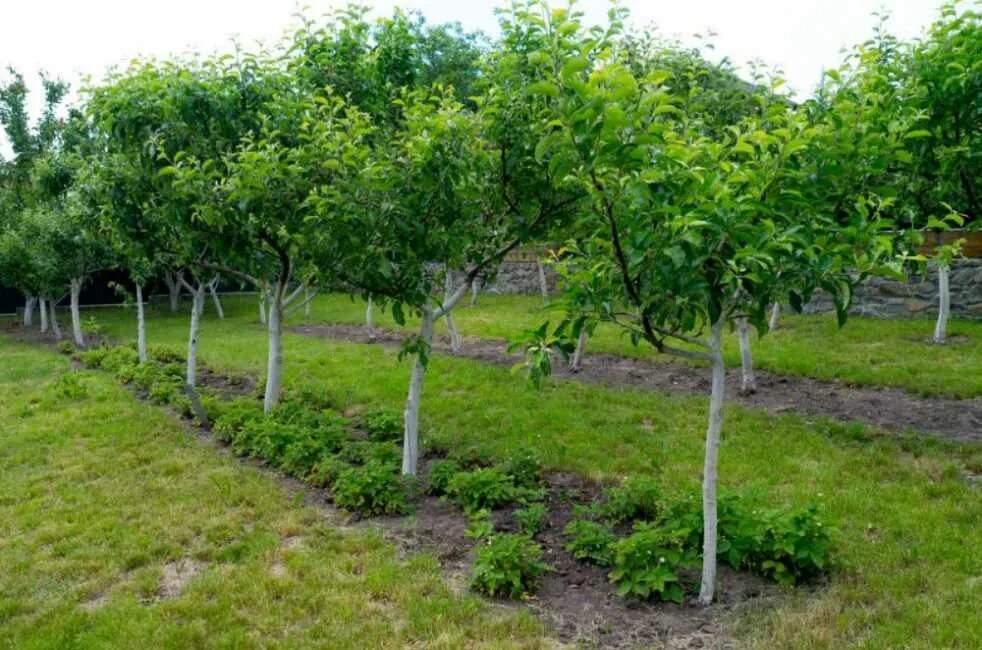 Посадить молодой сад. Саженцы молодых деревьев. Посадить молодой сад. Ограждение для плодовых деревьев. Молодые саженцы деревьев.