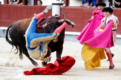 Torero отзывы