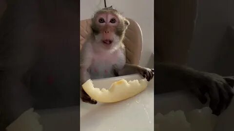 Обезьяна чит