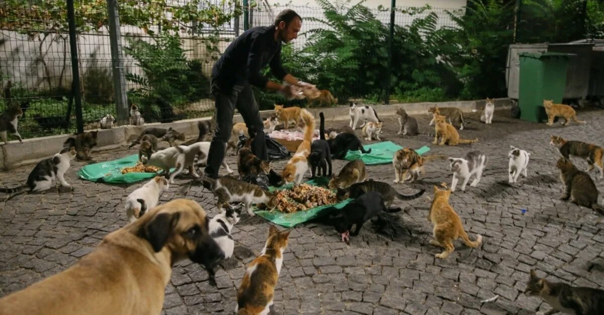 Dog cat streets. Бродячие собаки. Dog cat streets. Кризис кошки картинки. Дружба кошки и собаки.