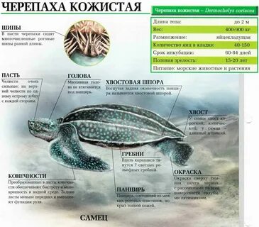 Покров черепных