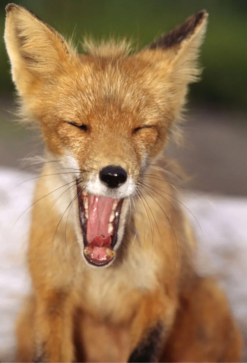 Лиса смеется. Лиса улыбается. Лиса смеется. Лисичка смеется. Смеющийся лис.