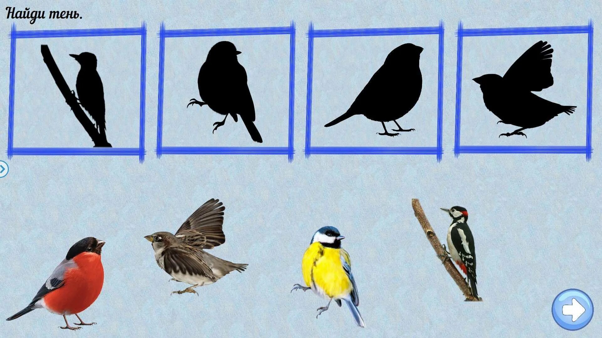 Тени зимующих птиц. Дидактический материал птицы. Занятие зимующие птицы. Дидактический материал Дикие птицы.