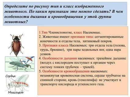Какой признак не характерен для анемофильных