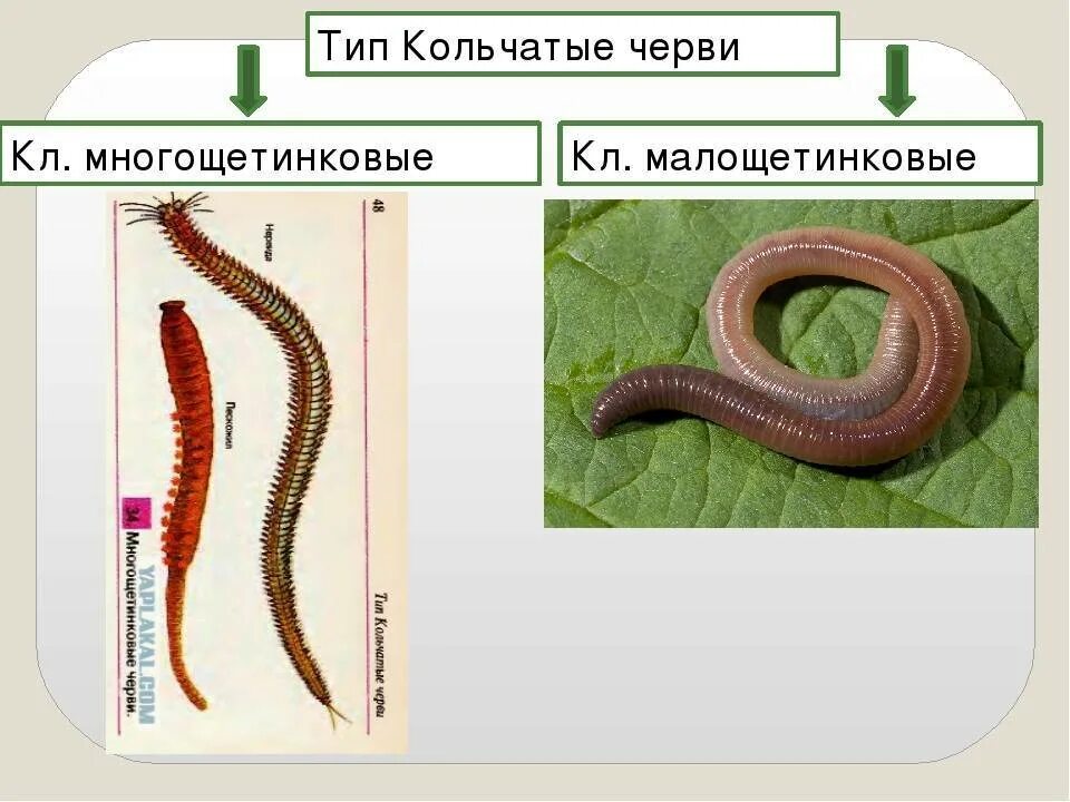 Кольчатые черви примеры животных названия. Тип кольчатые черви класс Малощетинковые. Кольчатые черви черви. Малощетинковые черви биология 7 класс. Плоские круглые и кольчатые черви.