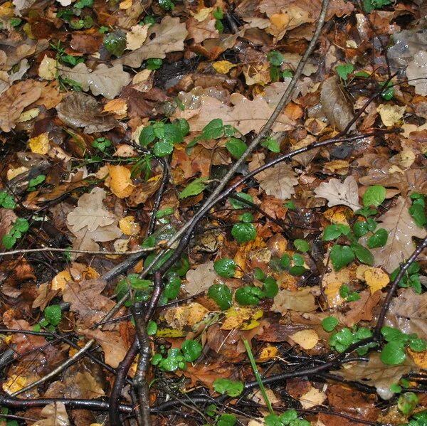 Найди лягушку ответ. Найди лягушку ответ. Головоломка найди лягушку. Миграция жаб. Найди лягушку на картинке.