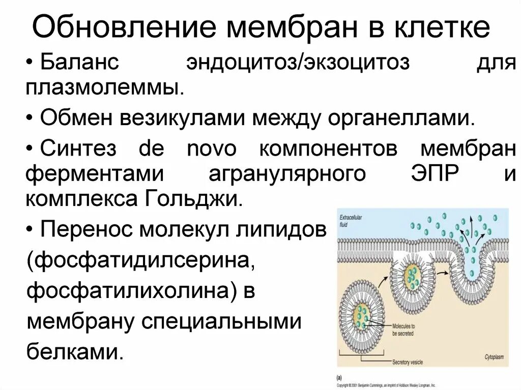 Синтез липидов мембраны. Обновление клеточных мембран. Эндоцитоз мембраны клетки. Ферменты мембран клеток. Экзоцитоз везикул.