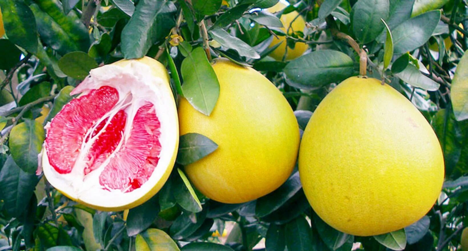 помело шеддок. памела цитрус. цитрус помело. помело белая мякоть. плод помело.