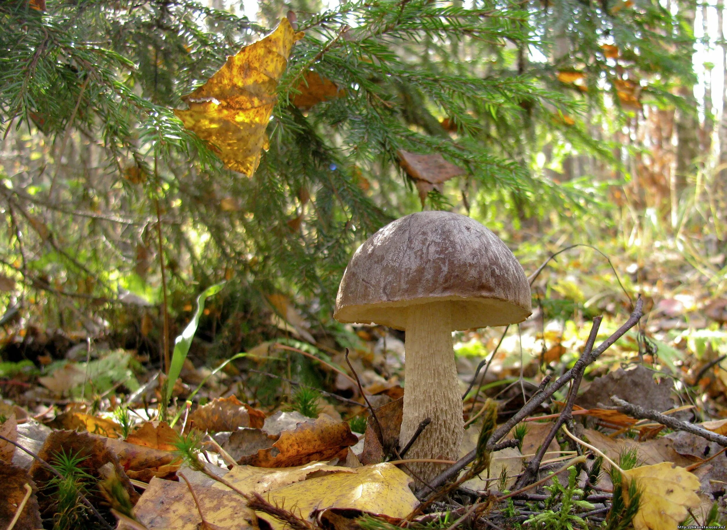 подберезовики в лесу