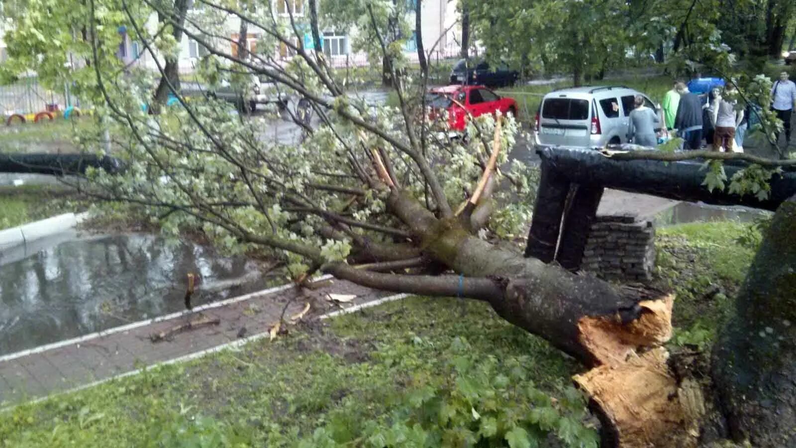 Ураган повалил деревья. Поваленное дерево в посадке. Поваленные деревья от ветра на ГЭС. Сломанное от ветра деревце.