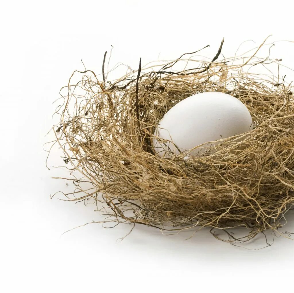 К чему снится куриное гнездо. Гнездо с яйцами. Гнездо с яйцами на белом фоне. Куриные яйца в гнезде. Гнездо с белыми яйцами.