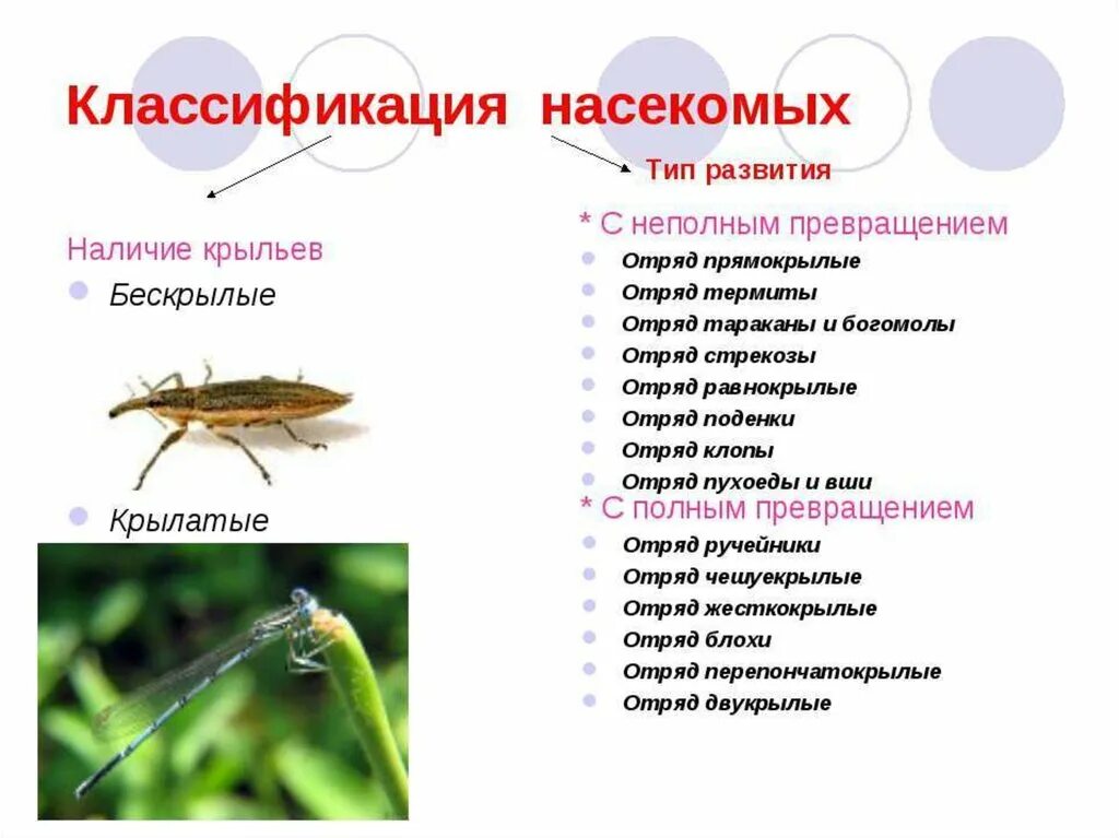 Систематика насекомых 7 класс биология. Классификация насекомых схема. Представители прямокрылых биология 7 класс. Классификация насекомых таблица.