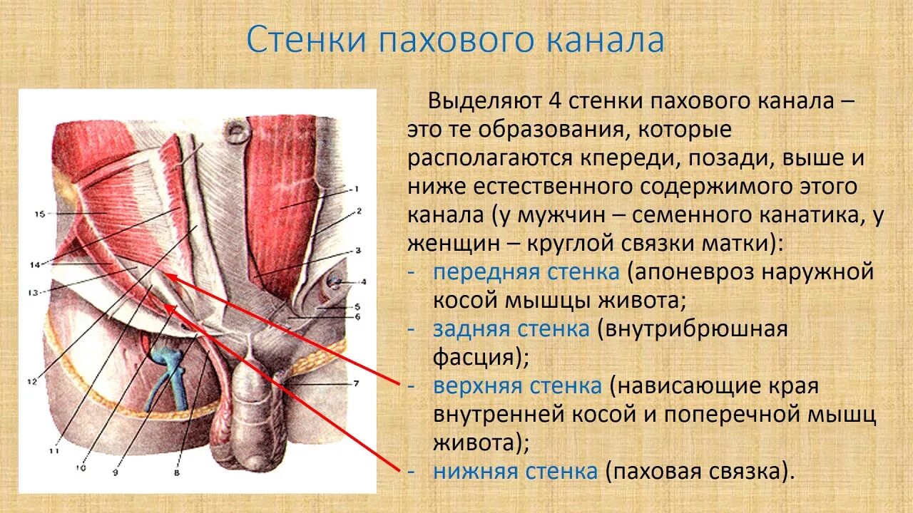 Задняя стенка пахового. Задняя стенка пахового. Треугольник гессельбаха. Паховый канал анатомия стенки. Стенки пахового канала топографическая анатомия.