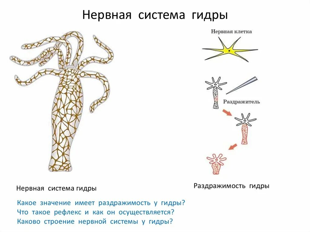 Гидра нервная система диффузного типа. Нервная система гидры схема. Нервная система гидры. Нервная система гидры пресноводной.