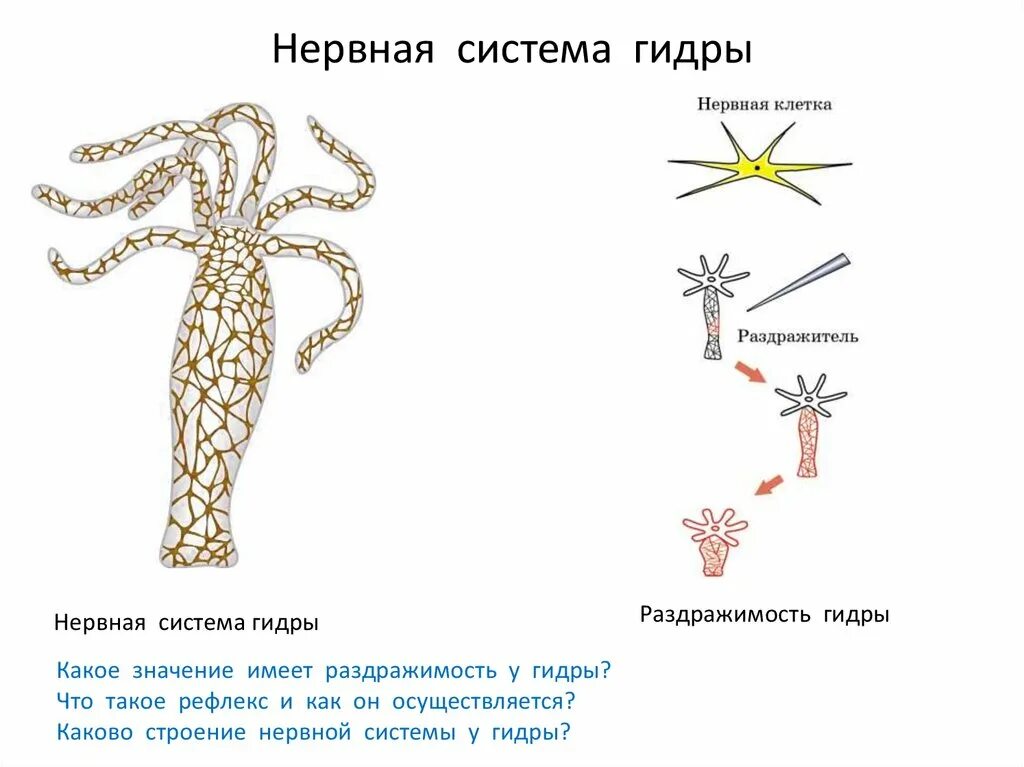 Гидра нервная система диффузного типа. Нервная система гидры схема. Нервная система гидры. Нервная система гидры пресноводной. Радиальная симметрия диффузная нервная система анаэробное